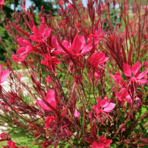 10 Adet Gaura Çalısı Paketi 'Gaura lindhemeria'