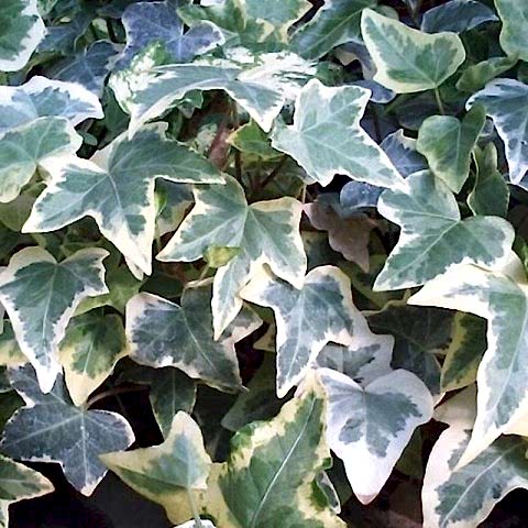 10 adet Hedera Helix Orman Duvar Sarmaşığı Fidanı Paketi (Alaca)