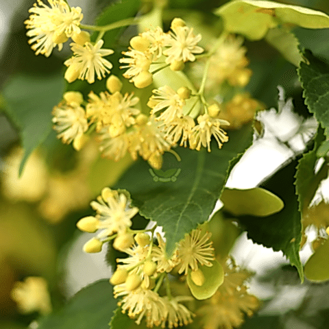 10 Adet Ihlamur Fidanı Paketi