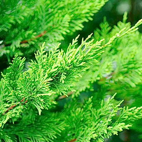 10 Adet Leylandi Paketi ( Cupressocyparis leylandii ) 80-100cm