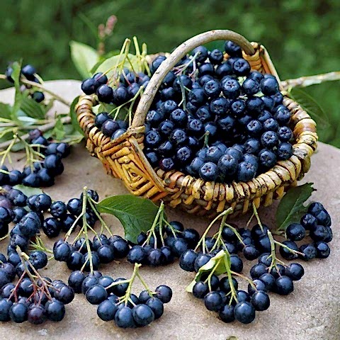 2 Yaş Nero Aronia Berry Fidanı Paketi (10 Adet)