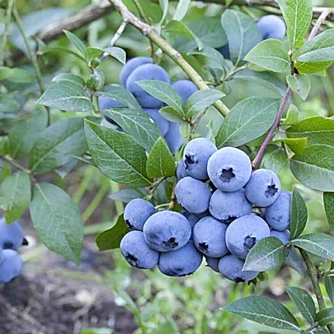 10 Adet Sweetheart Çeşiti Yaban Mersini Fidanı Paketi
