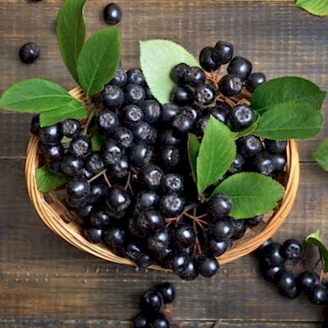 2 Yaş Viking Aronia Berry Fidanı Paketi (10 Adet)