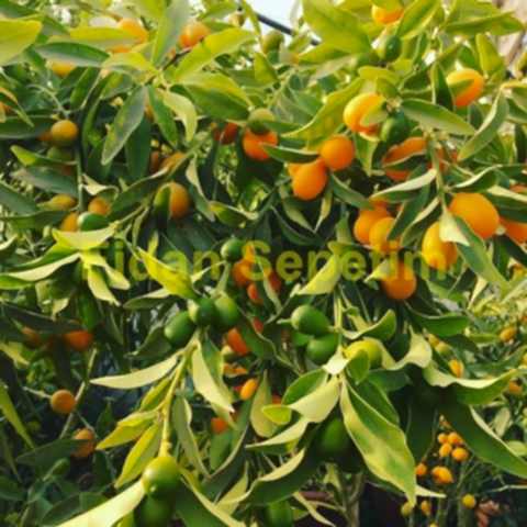 10 Yaş Aşılı Kumkuat(Kamkat) Ağacı