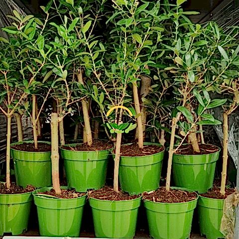 100 Adet Zeytin Fidanı (Nikah Şekeri & Özel Gün Hediyesi)