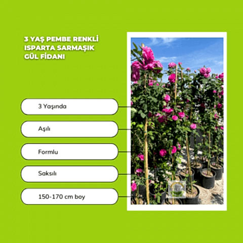 2 Adet 3 Yaş Pembe Renkli Isparta Sarmaşık Gül Fidanı Paketi