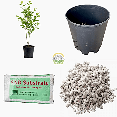 2 Adet Sweetheart Çeşiti Yaban Mersini Fidanı ve Yetiştirme Kiti