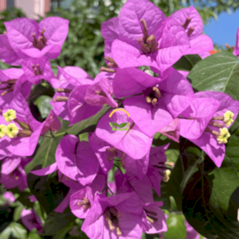 2 Yaş Ada Begonvili Fidanı