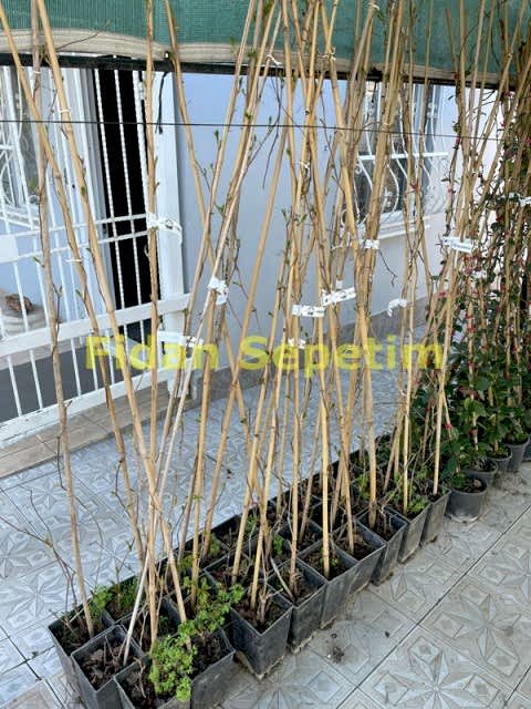 2 Yaş Amerikan Sarmaşığı Fidanı