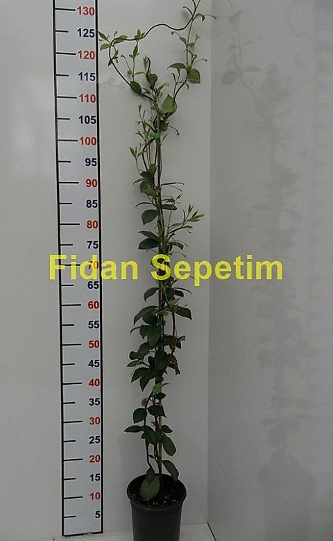 2 Yaş Arap Yasemini Fidanı