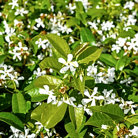 2 Yaş Arap Yasemini Fidanı