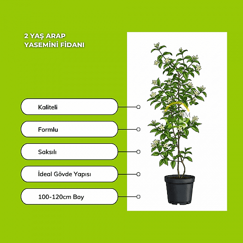 2 Yaş Arap Yasemini Fidanı