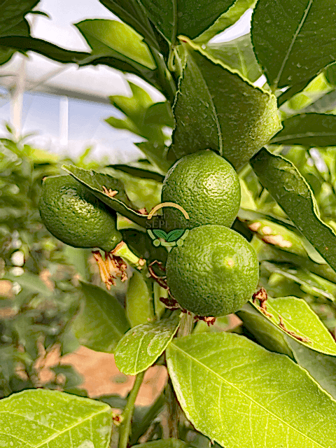 2 Yaş Aşılı 7 Veren(Yediveren) Mayer Limon Fidanı