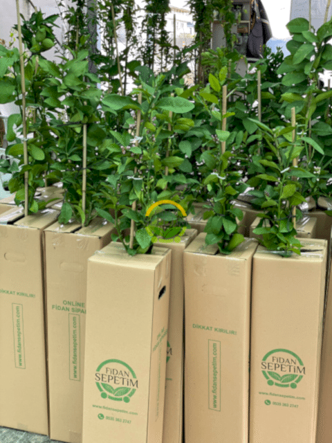 2 Yaş Aşılı 7 Veren(Yediveren) Mayer Limon Fidanı