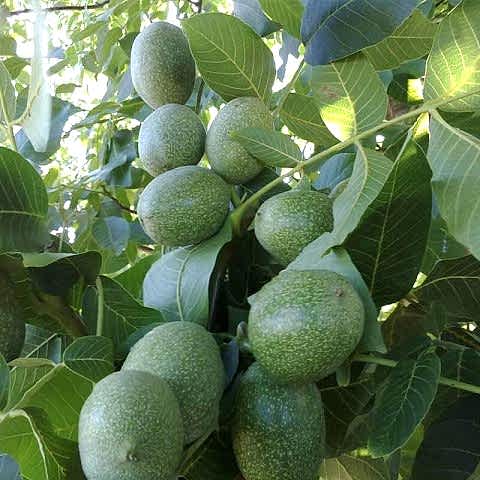 2 Yaş Aşılı Chandler Ceviz Fidanı