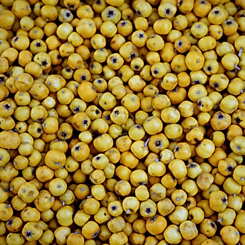 2 Yaş Aşılı Sarı Alıç Fidanı