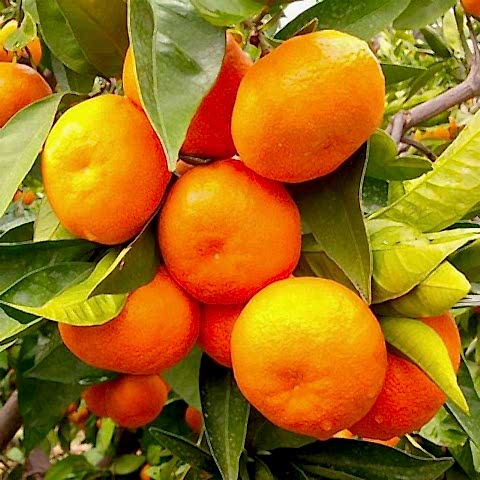 2 Yaş Aşılı Satsuma Mandalina Fidanı