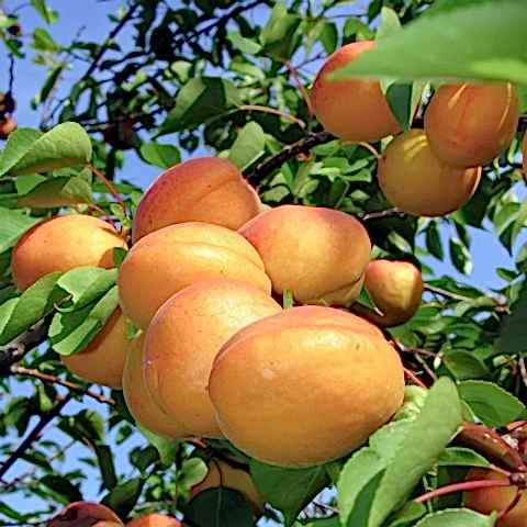 2 Yaş Aşılı Şekerpare Kayısı Fidanı