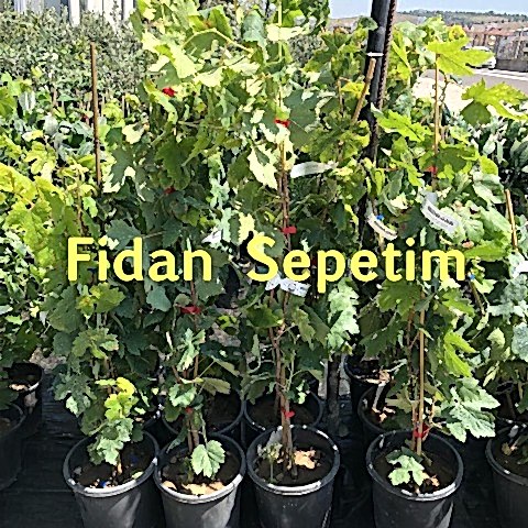 2 Yaş Balbal Üzüm Fidanı