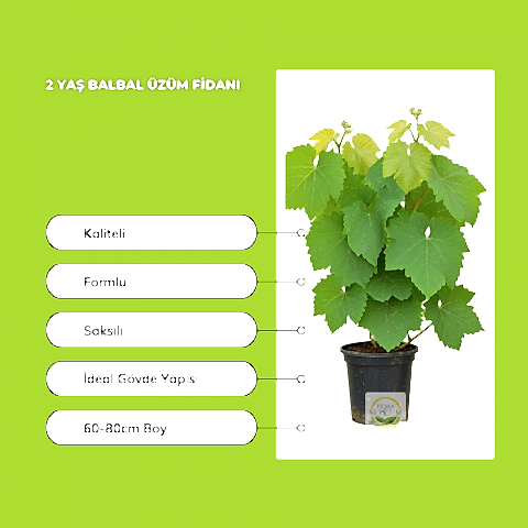 2 Yaş Balbal Üzüm Fidanı