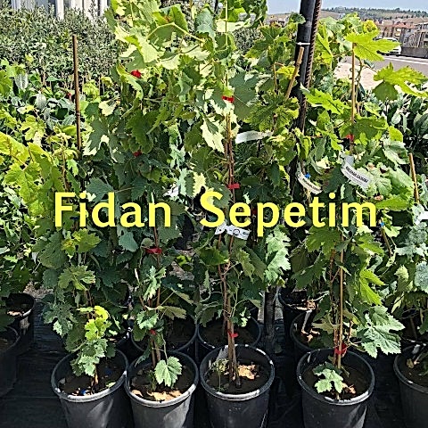 2 Yaş Çavuş Üzüm Fidanı