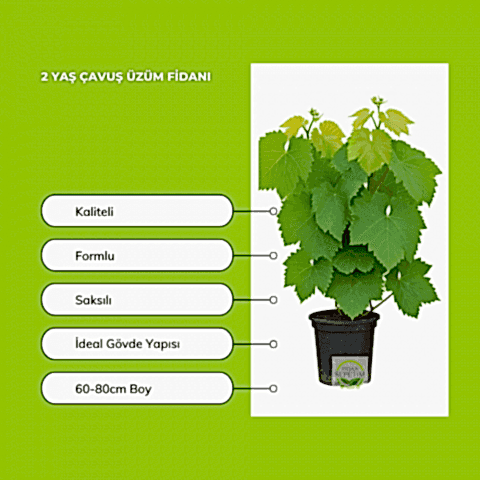 2 Yaş Çavuş Üzüm Fidanı