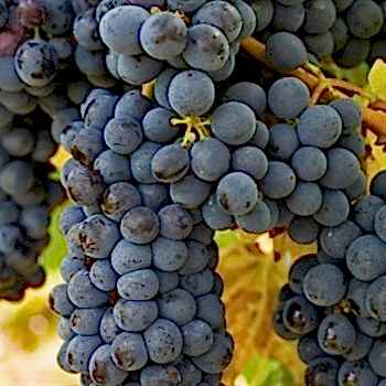 2 Yaş Değirmendere Üzüm Fidanı