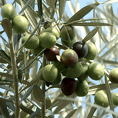 2 Yaş Edremit Zeytin Fidanı