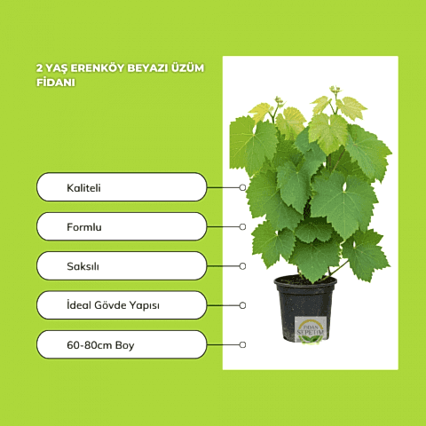 2 Yaş Erenköy Beyazı Üzüm Fidanı
