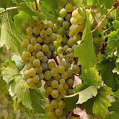 2 Yaş Erenköy Beyazı Üzüm Fidanı