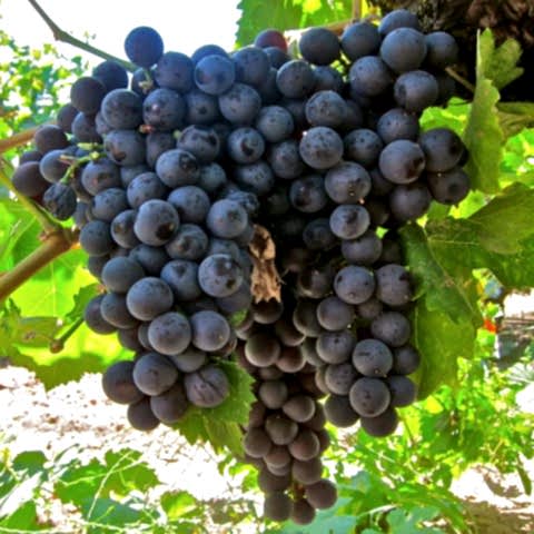 2 Yaş Hamburg Misketi Üzüm Fidanı