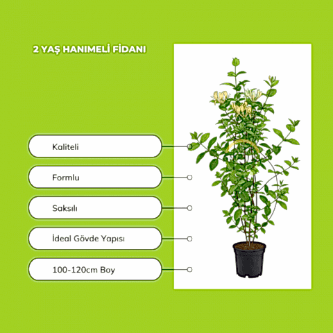 2 Yaş Hanımeli Fidanı