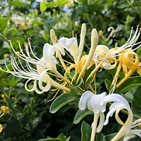 2 Yaş Hanımeli Fidanı