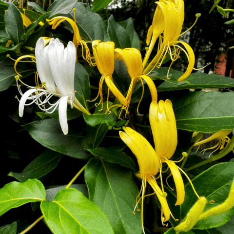 2 Yaş Hanımeli Fidanı