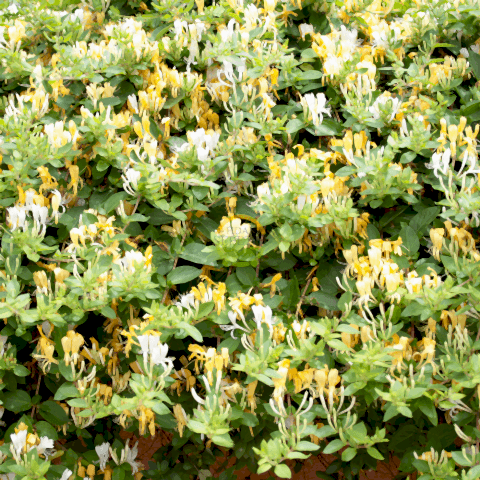 2 Yaş Hanımeli Fidanı