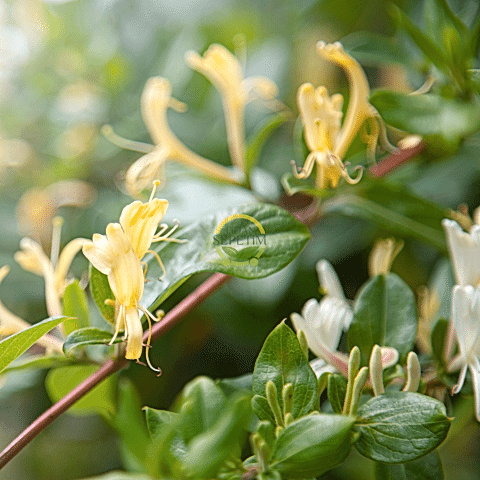 2 Yaş Hanımeli Fidanı