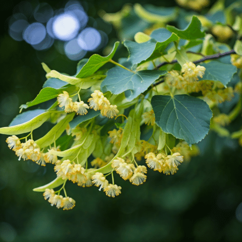2 Yaş Ihlamur Fidanı