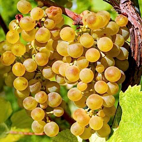 2 Yaş Kınalı Yapıncak Üzüm Fidanı