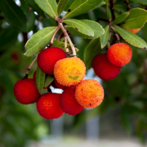 2 Yaş Kocayemiş (Dağ Çileği) Fidanı