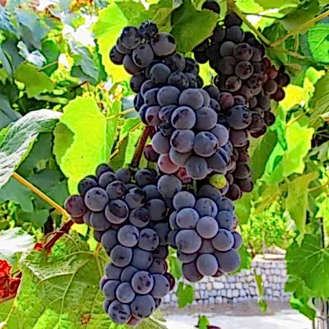 2 Yaş Kokulu Siyah İsabella Üzüm Fidanı