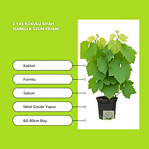 2 Yaş Kokulu Siyah İsabella Üzüm Fidanı