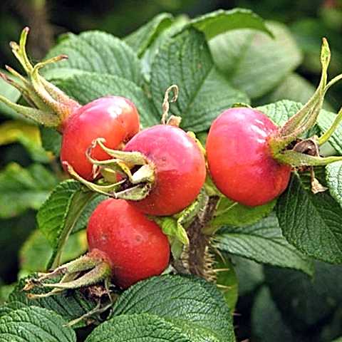 2 Yaş Kuşburnu Fidanı (Rosa Rugosa)