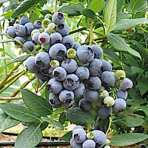 2 Yaş Legacy Çeşiti Yaban Mersini Fidanı