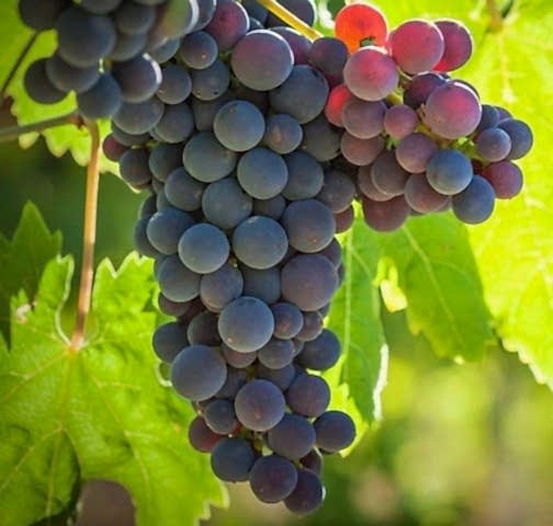 2 Yaş Michele Palieri Üzüm Fidanı