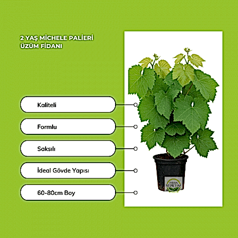 2 Yaş Michele Palieri Üzüm Fidanı
