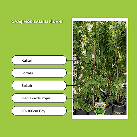 2 Yaş Mor Salkım Fidanı