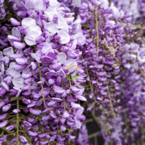 2 Yaş Mor Salkım Fidanı