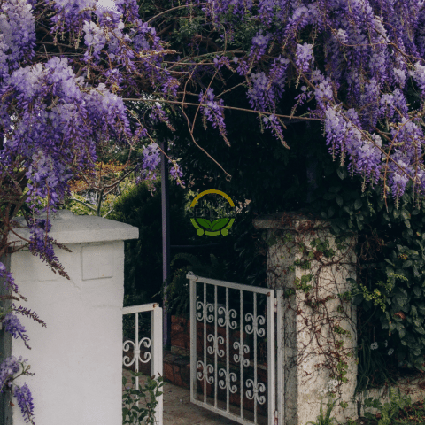 2 Yaş Mor Salkım Fidanı