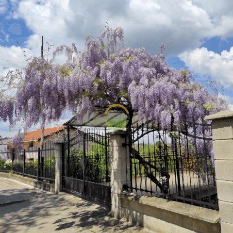 2 Yaş Mor Salkım Fidanı