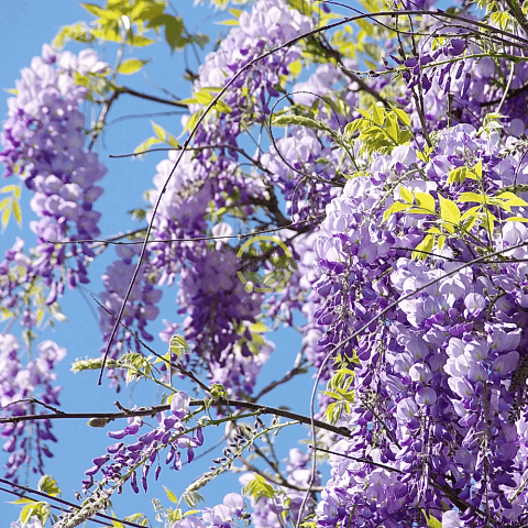 2 Yaş Mor Salkım Fidanı